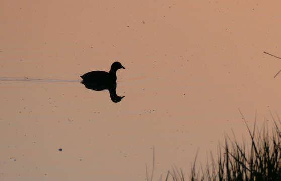 Image of Common Coot