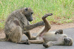 Image of Baboon