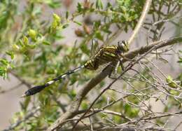 Image of Skimmers (Dragonflies)