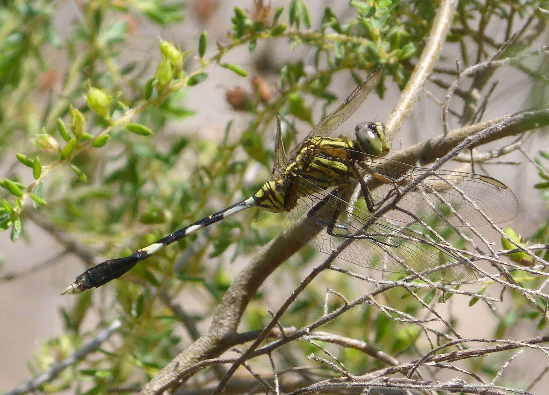 Sivun Orthetrum sabina (Drury 1773) kuva