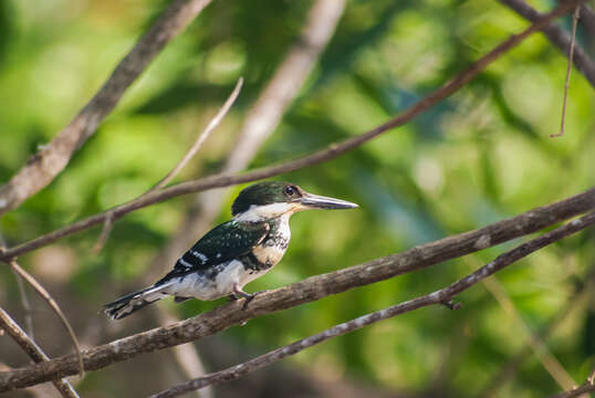 Image of Green Kingfisher