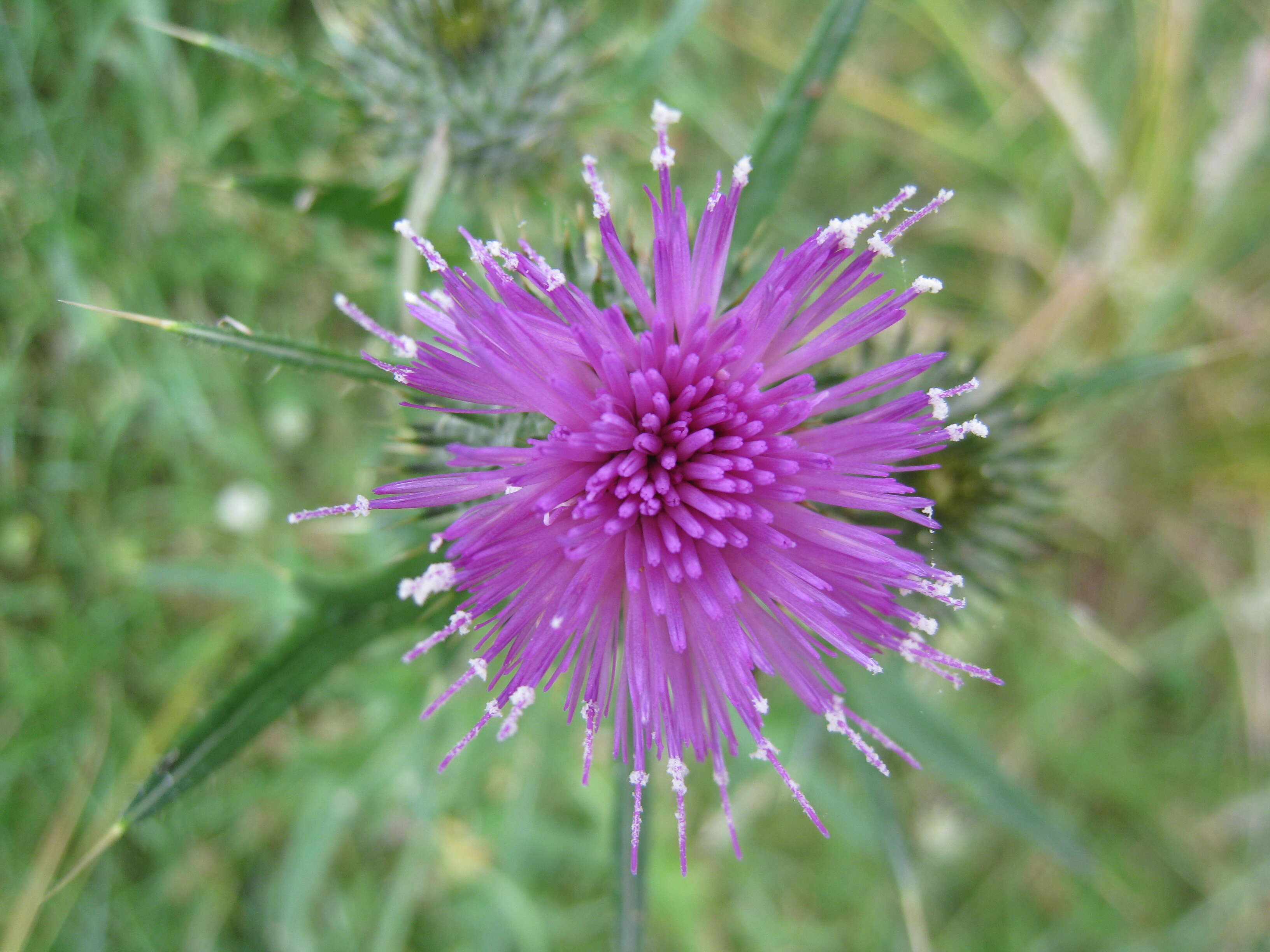 Image of Spear Thistle