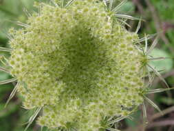 Image of wild carrot