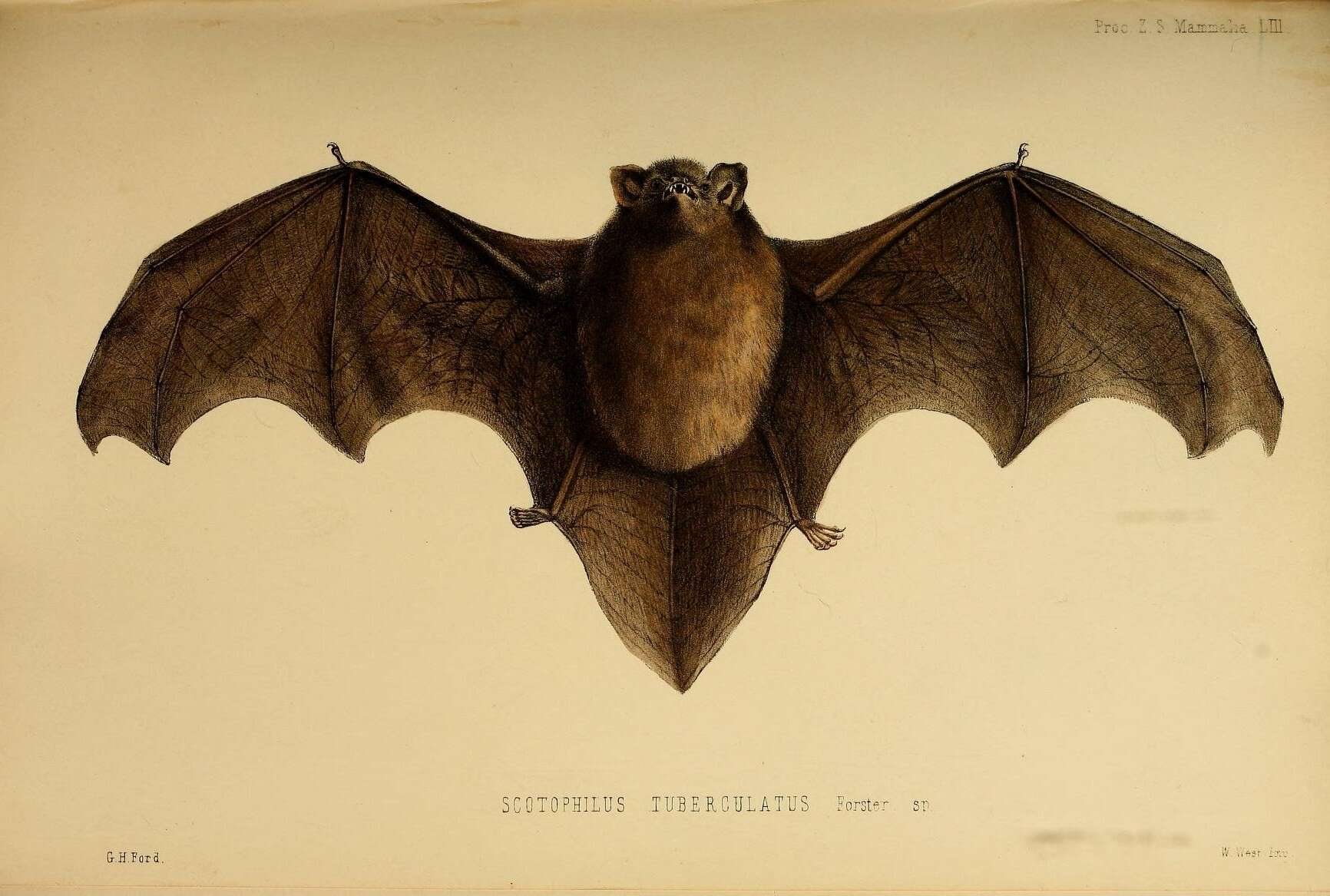 Image of Pied bats; Wattled bats.