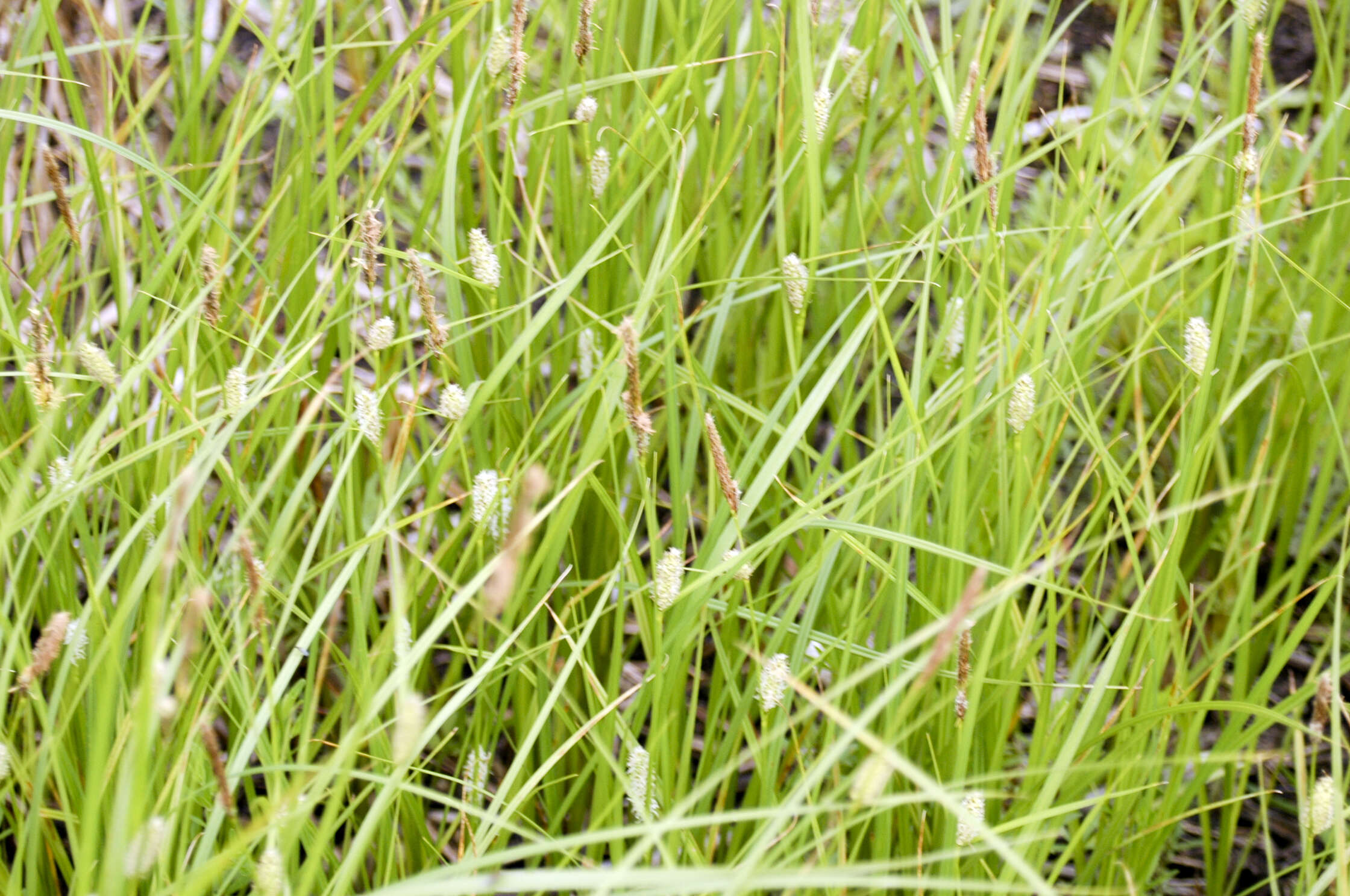 Image of rigid sedge