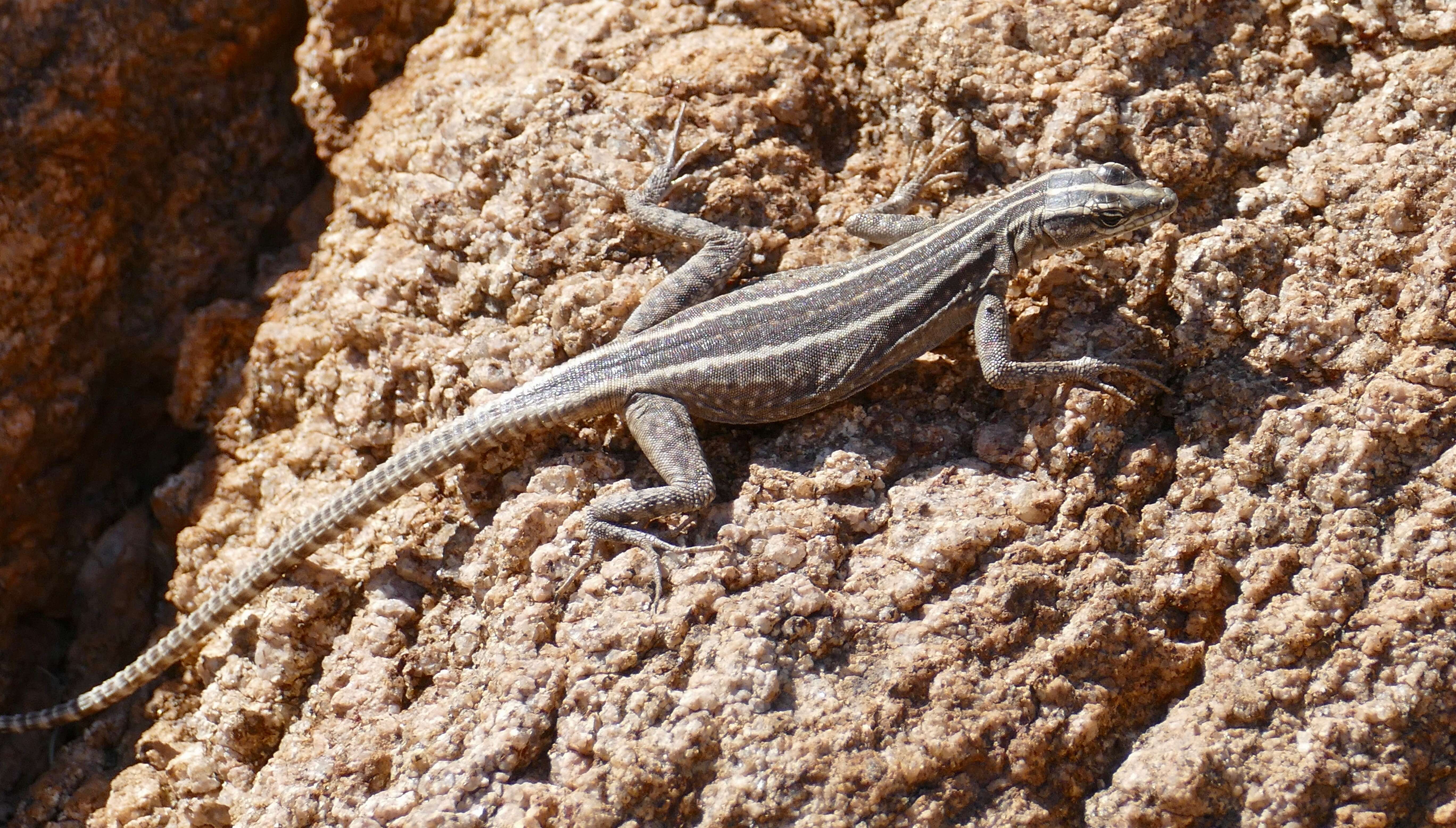 Image of Flat lizards