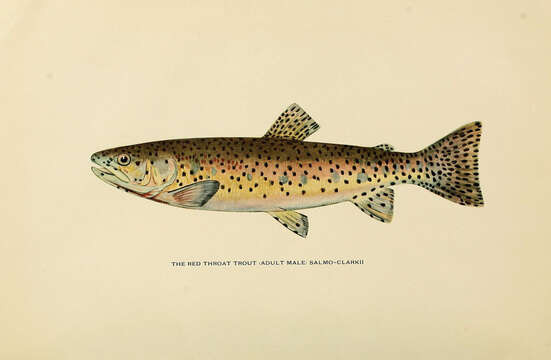 Image of cutthroat trout