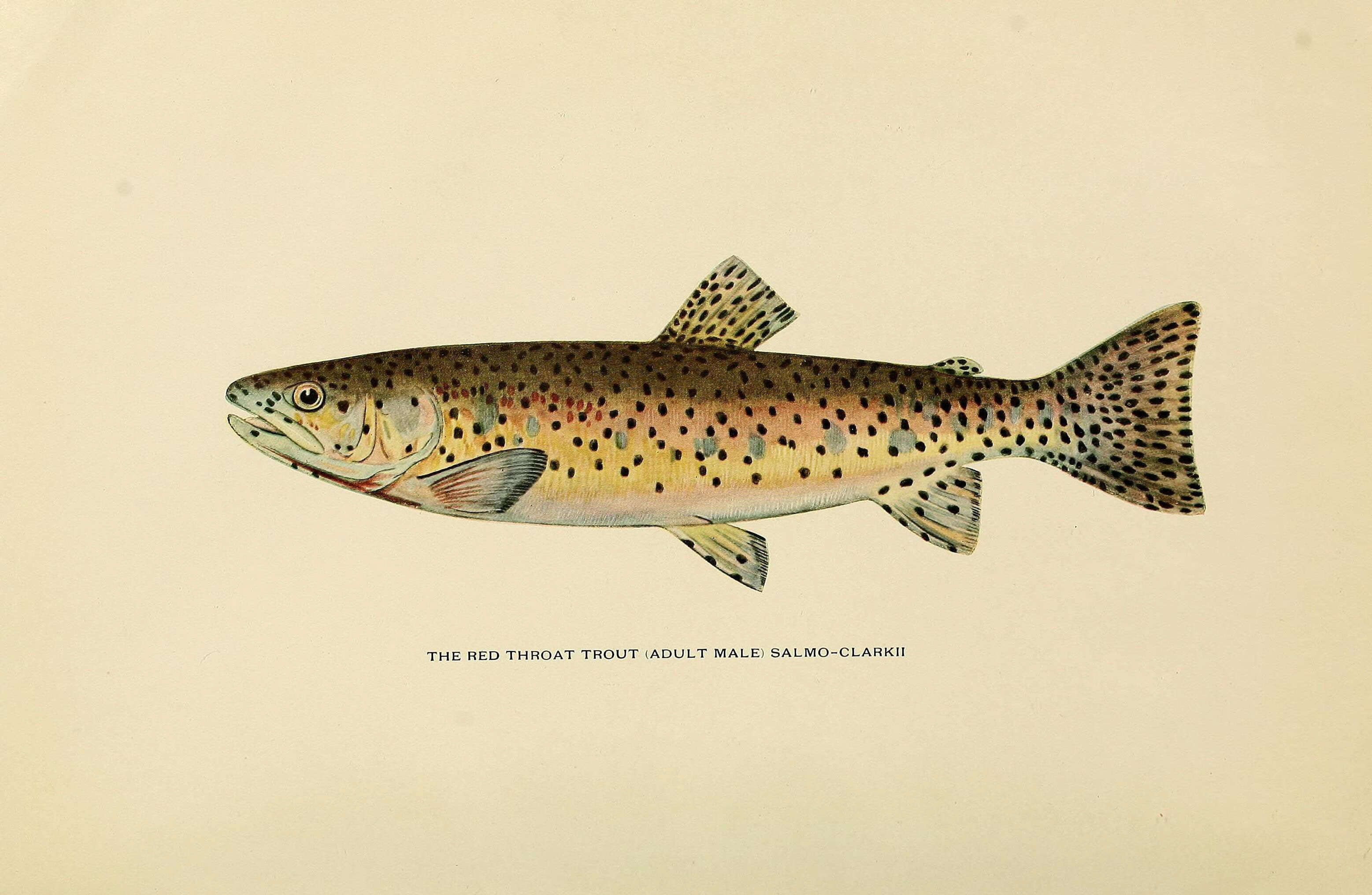 Image of Salmon