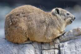 Image of Rock Hyrax