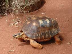 Image of Radiated Tortoise