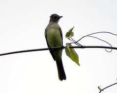 Image of Yellow-bellied Elaenia