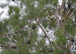 Image of Pine