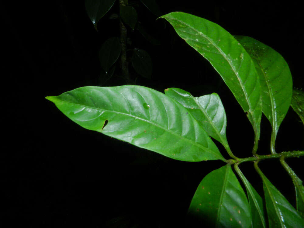 Image of Psychotria remota Benth.