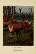 Image of Cervus Linnaeus 1758