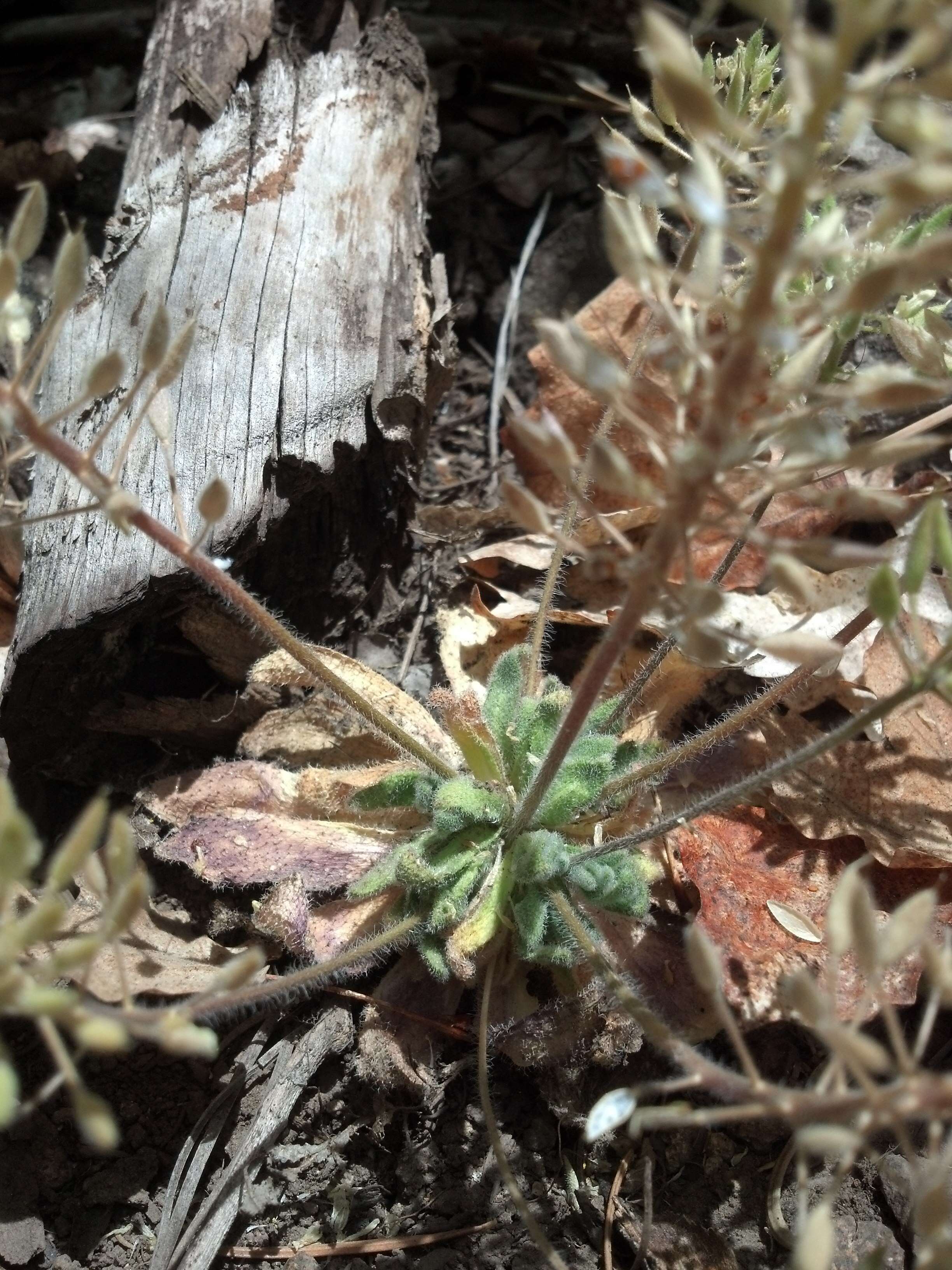 Image of rough draba