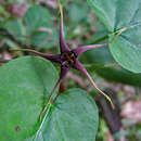 Plancia ëd Oxypetalum harleyi (Fontella & Goyder) Farin.