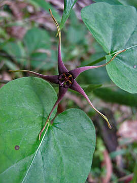 Image de Oxypetalum harleyi (Fontella & Goyder) Farin.