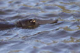 Image of platypus