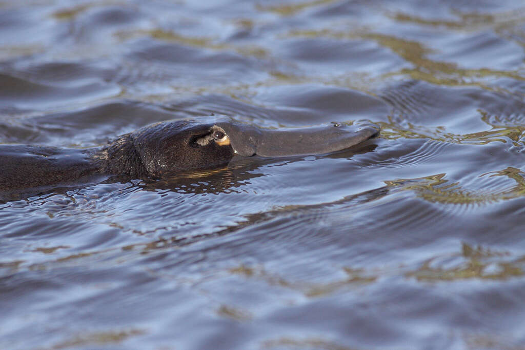 Image of platypus