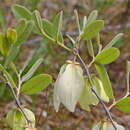 Image of Flag pawpaw