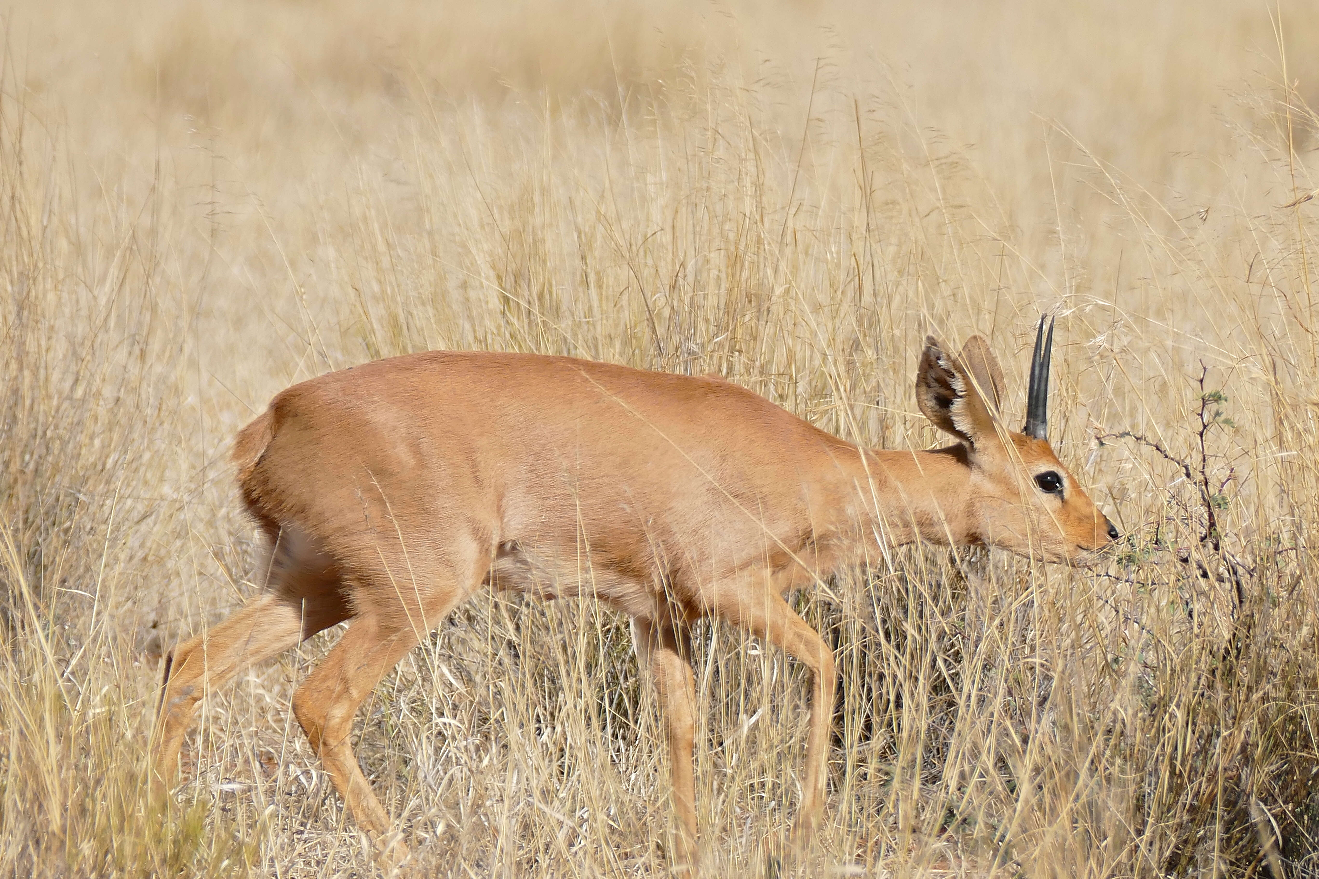 Image of Steenbok