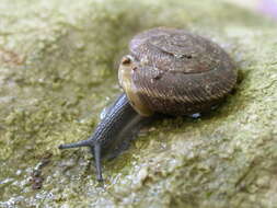 Image of Mollusca