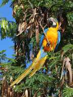 Image of Blue-and-yellow Macaw