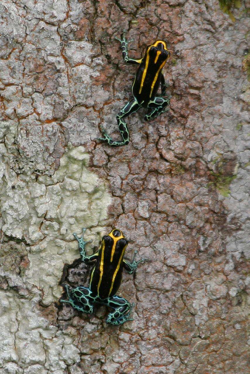 Image of Ranitomeya Bauer 1986