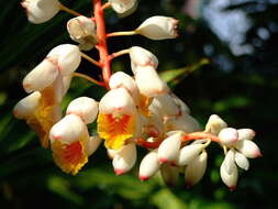 Image of Alpinia