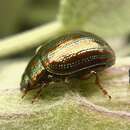 Image of Chrysolina americana