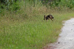 Image of American jackal