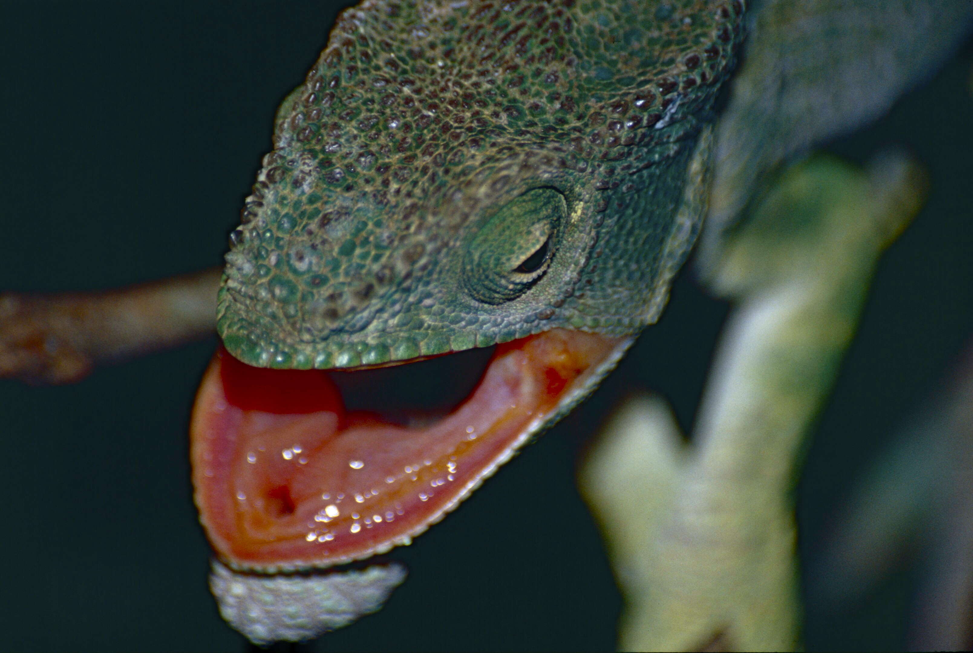 Image of Madagascar & Seychelles Islands Chameleons