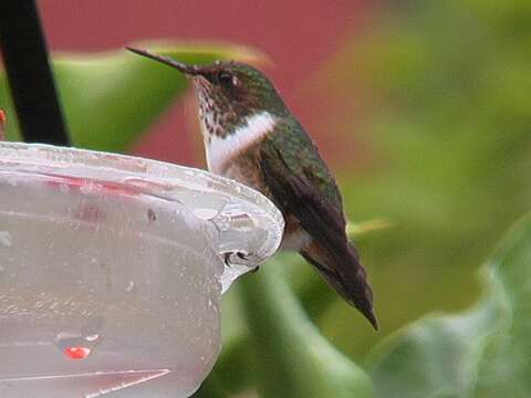Image of Heliotrope-throated Volcano Hummingbird