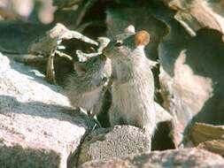 Image of murid rodents