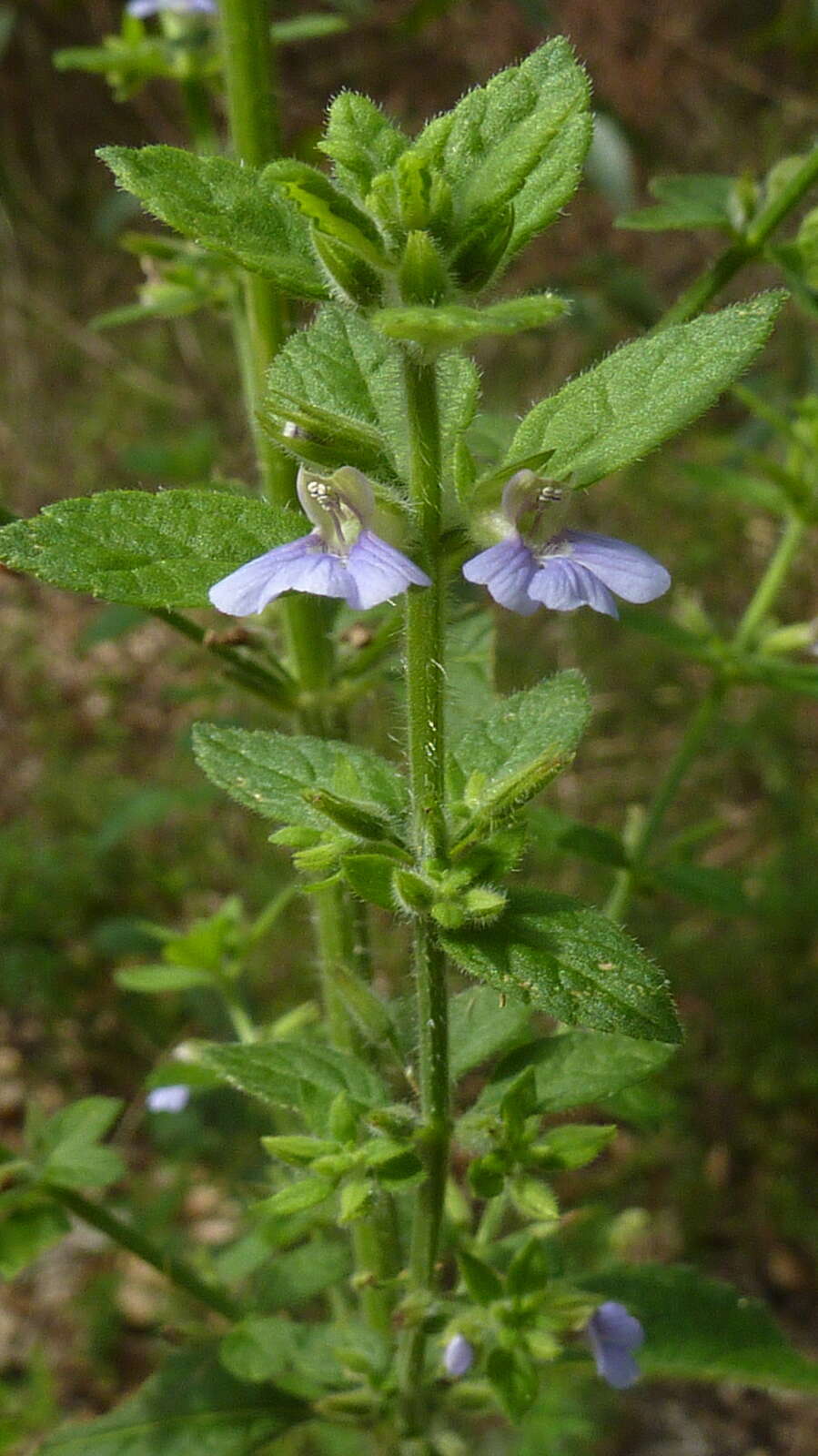 Слика од Stemodia foliosa Benth.