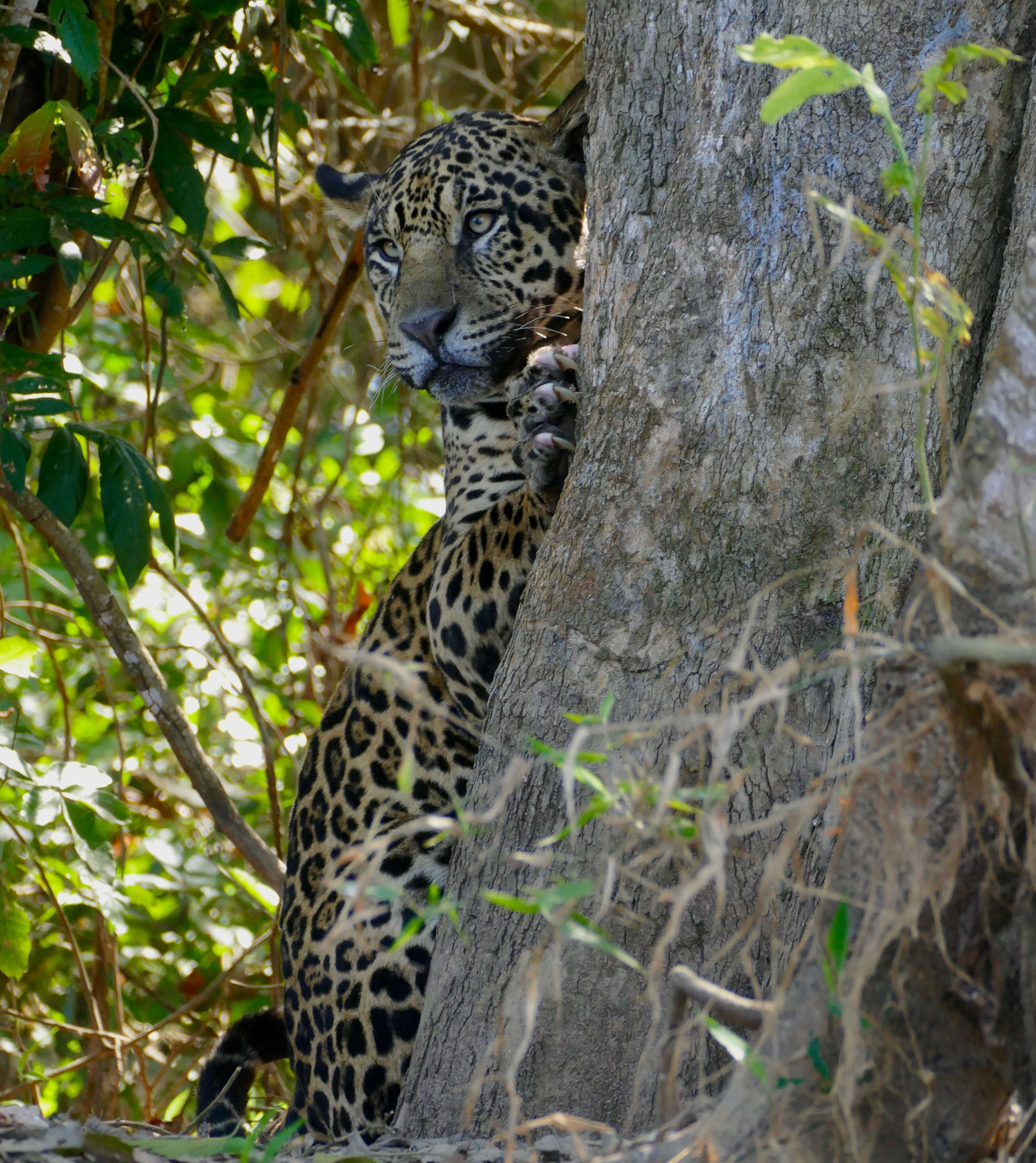 Image of Jaguar