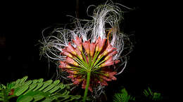 Image of Albizia pedicellaris (Dc.) L. Rico