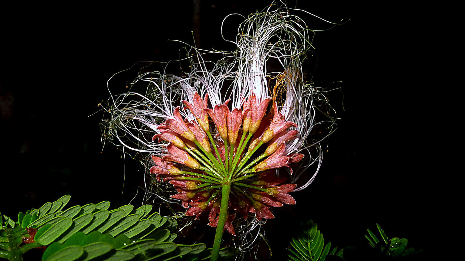 Image of Albizia pedicellaris (Dc.) L. Rico