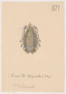Plancia ëd Hippoidea Latreille 1825