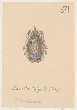 Image of Emerita Scopoli 1777