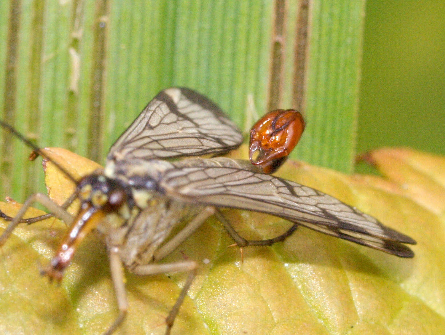 Image of scorpionflies