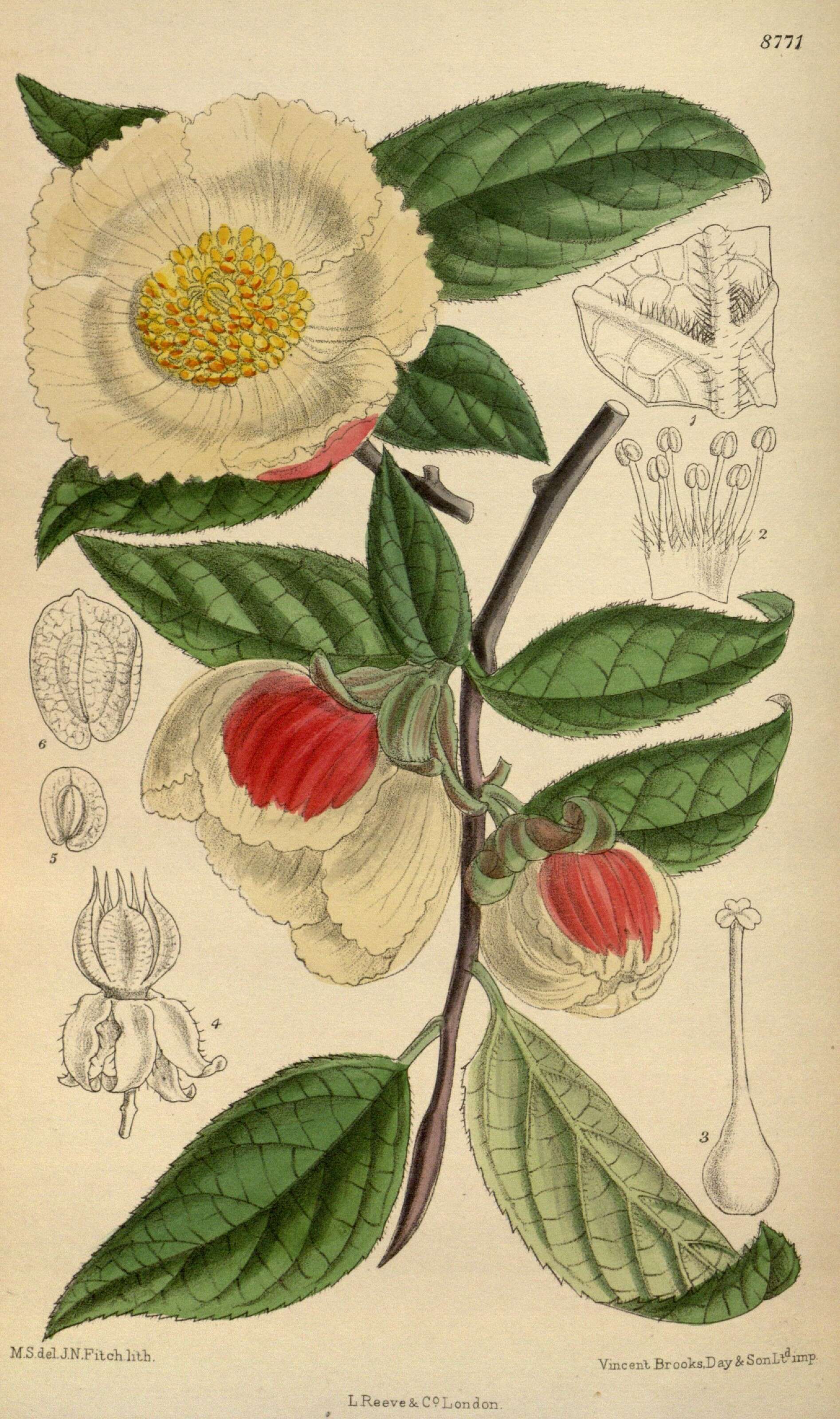 Image of Stewartia serrata Maxim.