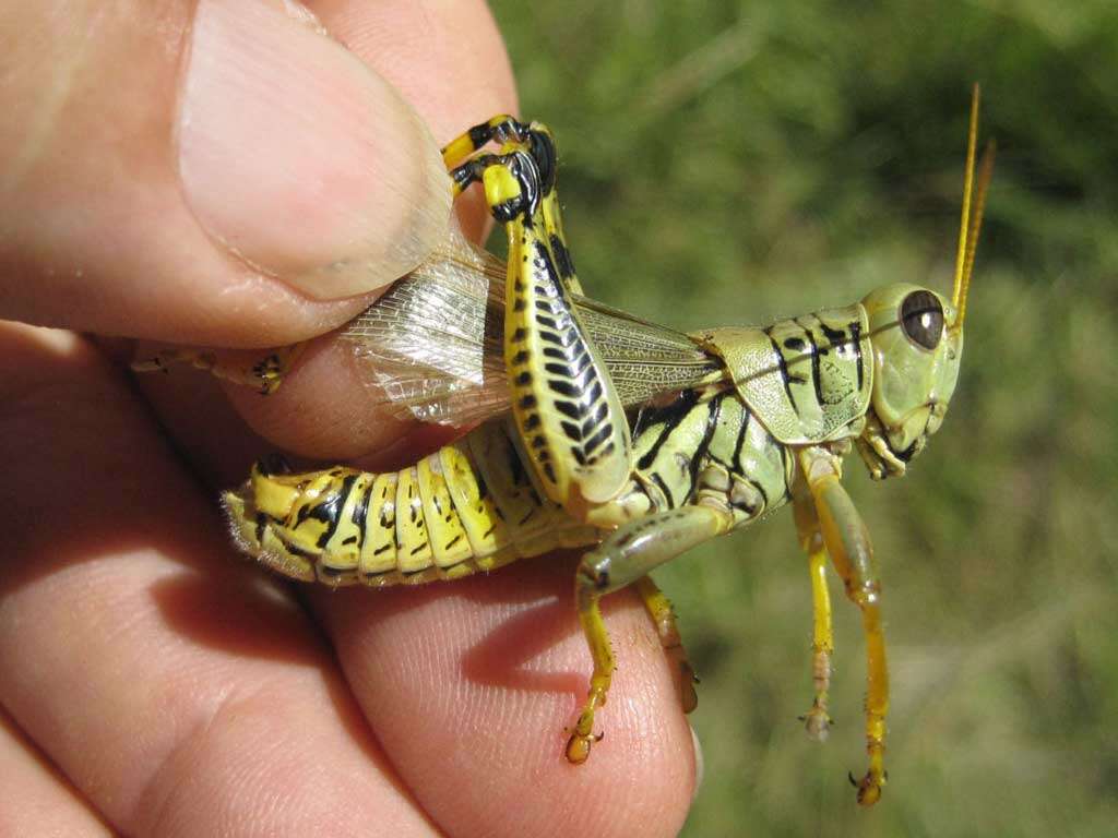 Melanoplus differentialis (Thomas & C. 1865)的圖片