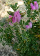 Image of restharrow