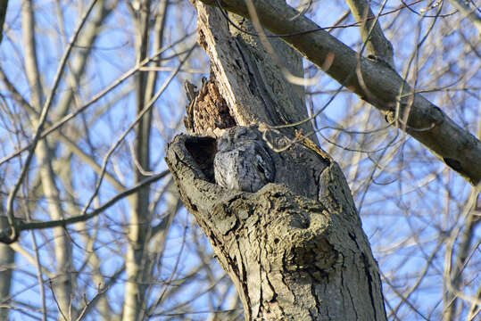 Image of Screech owl