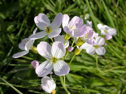 Image of bittercress