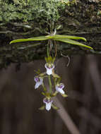 Image of Sarcochilus