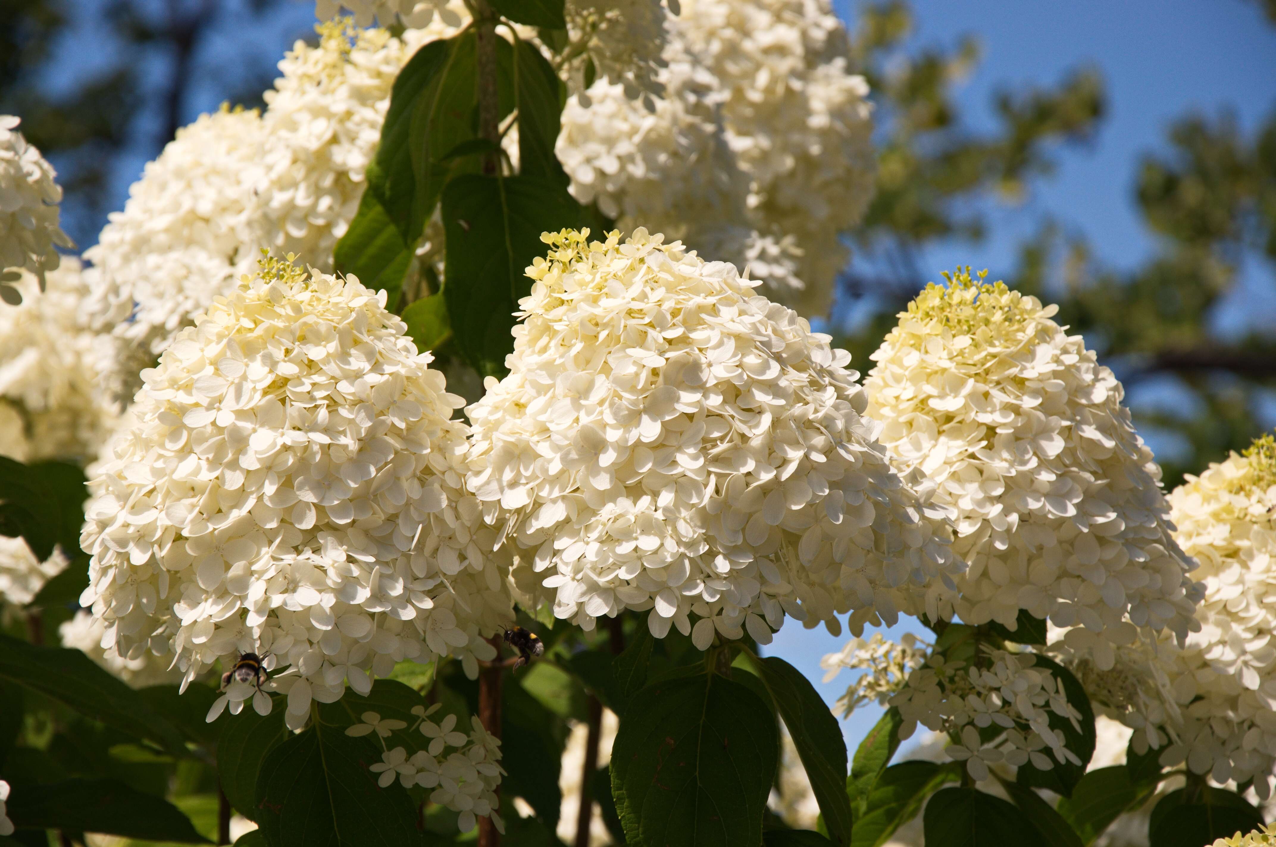 Image of hydrangea