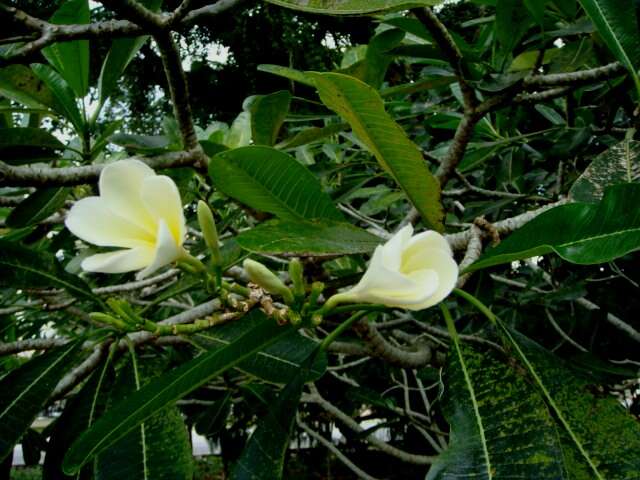 Image of plumeria