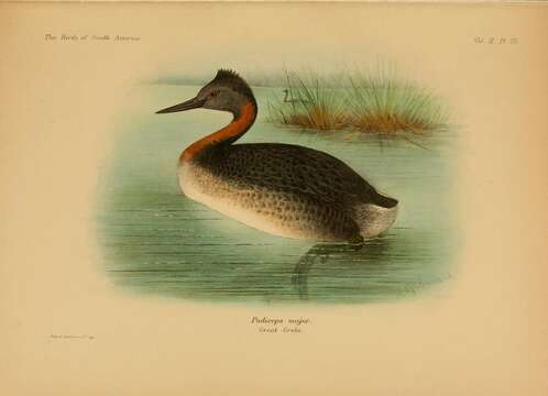 Image of Great Grebe